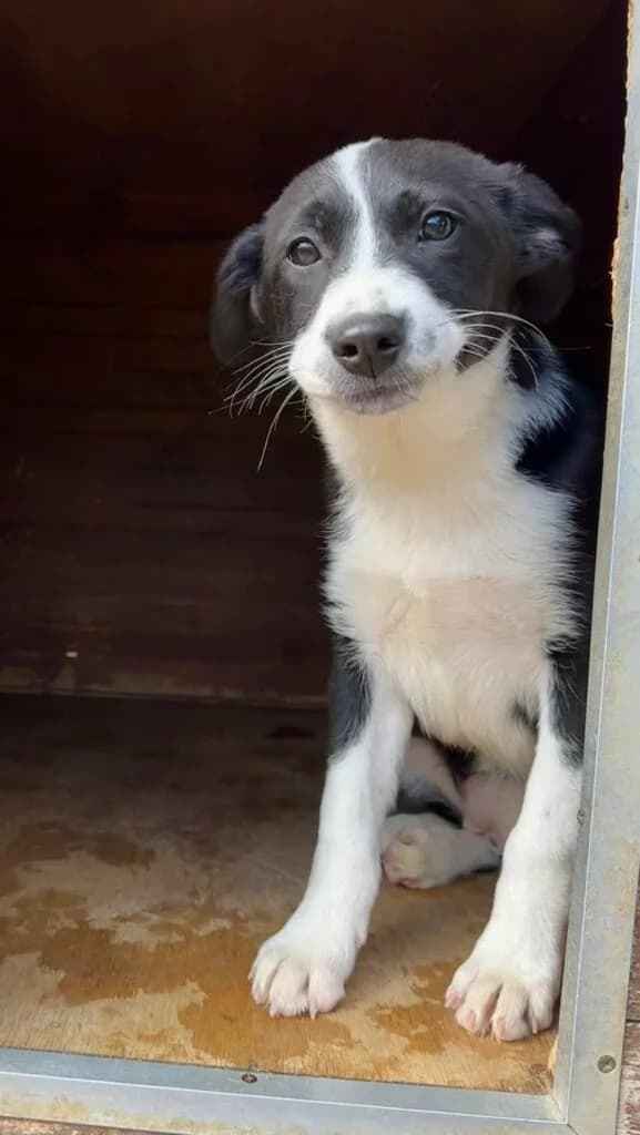 Chubb Rock (reserved), brown_chocolate female Mixed Breed for adoption at Souda Shelter, Chania