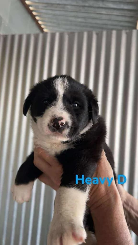 Heavy D, black female Mixed Breed for adoption at Souda Shelter, Chania