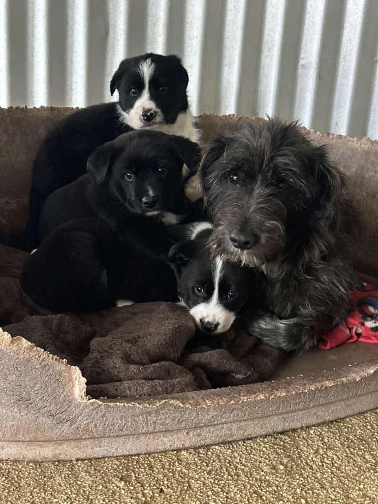 Popi, Mixed Breed (Souda Shelter)