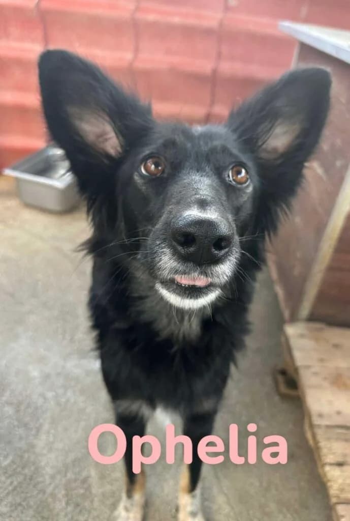 Ophelia, Mixed Breed (Souda Shelter)