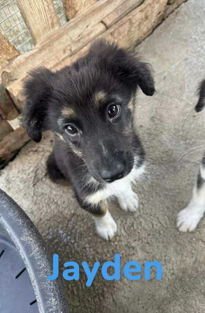 Jayden, Mixed Breed (Souda Shelter)