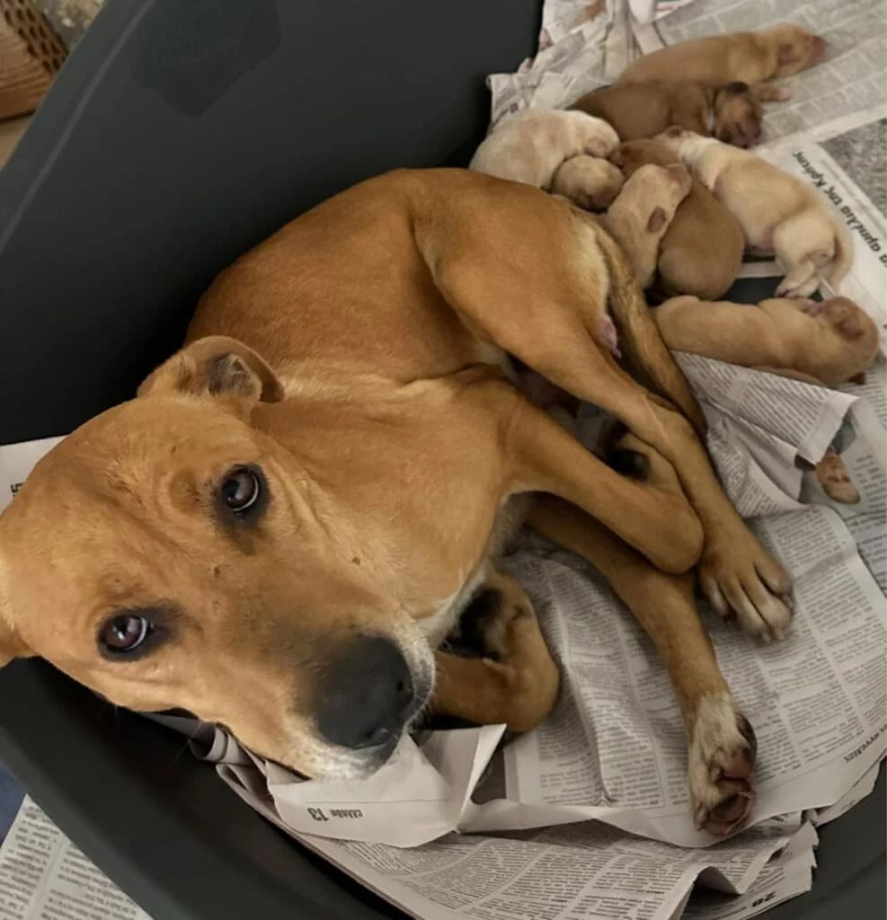 Seven, tan female Mixed Breed for adoption at Souda Shelter, Chania
