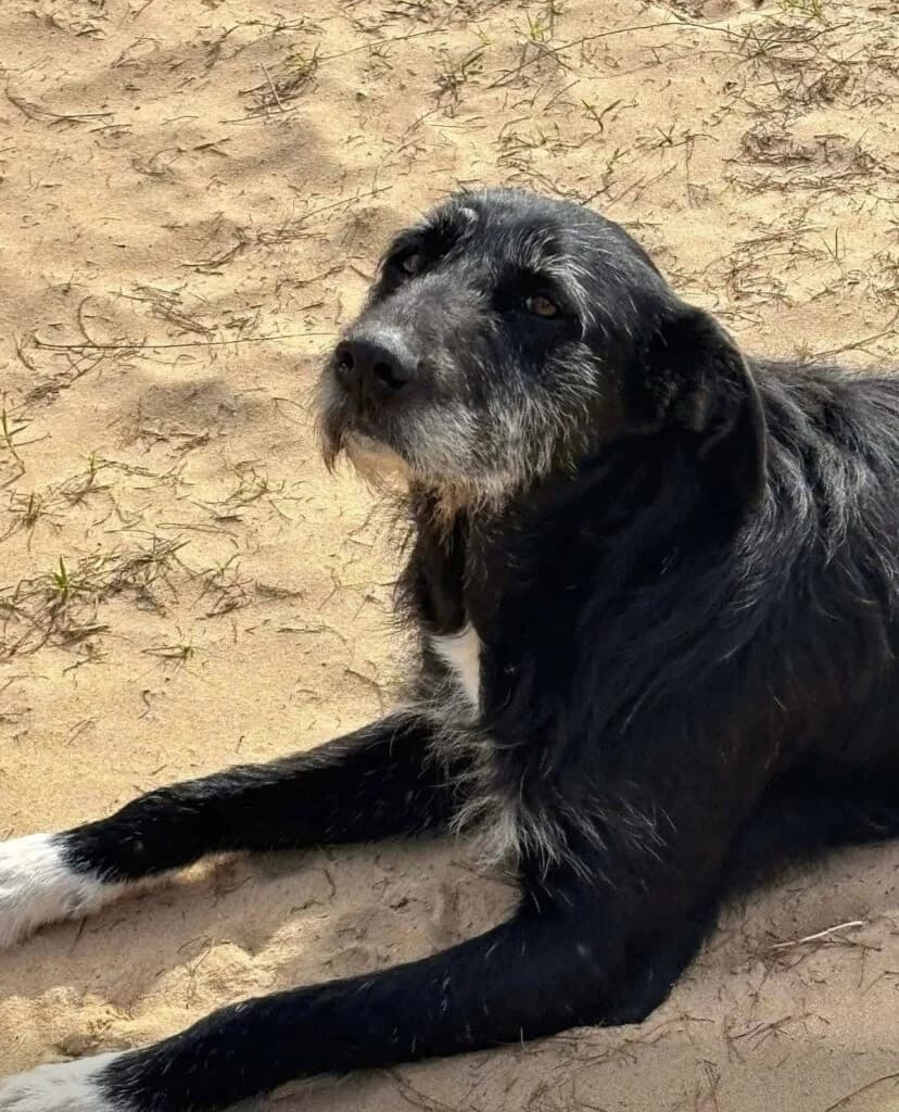Leader (fostered, reserved), black female Mixed Breed for adoption at Souda Shelter, Chania