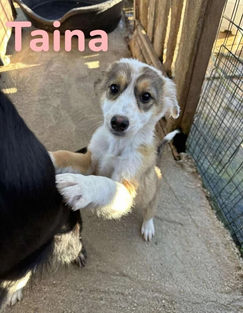 Taina (reserved), white female Mixed Breed for adoption at Souda Shelter, Chania