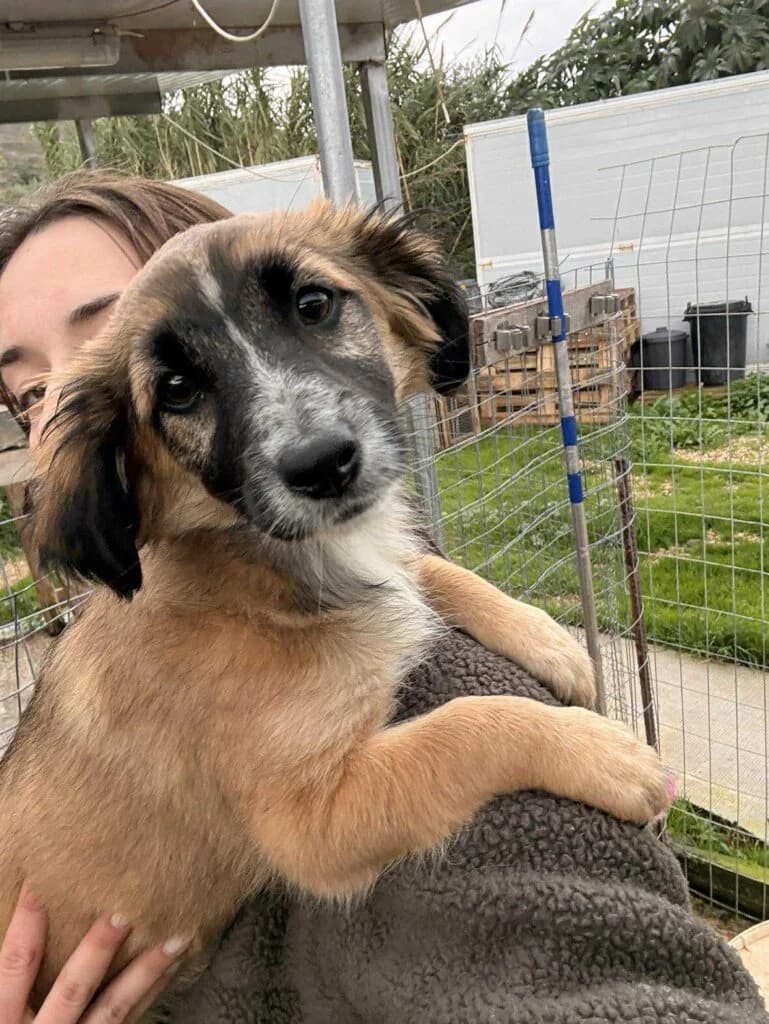 Stefanie, brown female Mixed Breed for adoption at Souda Shelter, Chania