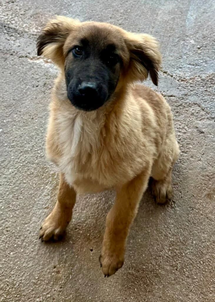 Zina (reserved), tan female Mixed Breed for adoption at Souda Shelter, Chania