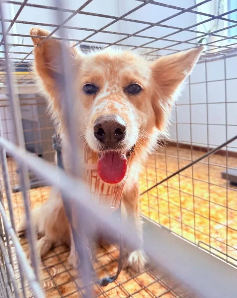 Erato, red female Mixed Breed for adoption at Souda Shelter, Chania