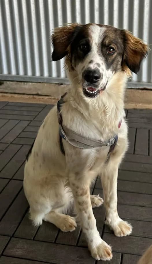 Lyra, white female Mixed Breed for adoption at Souda Shelter, Chania