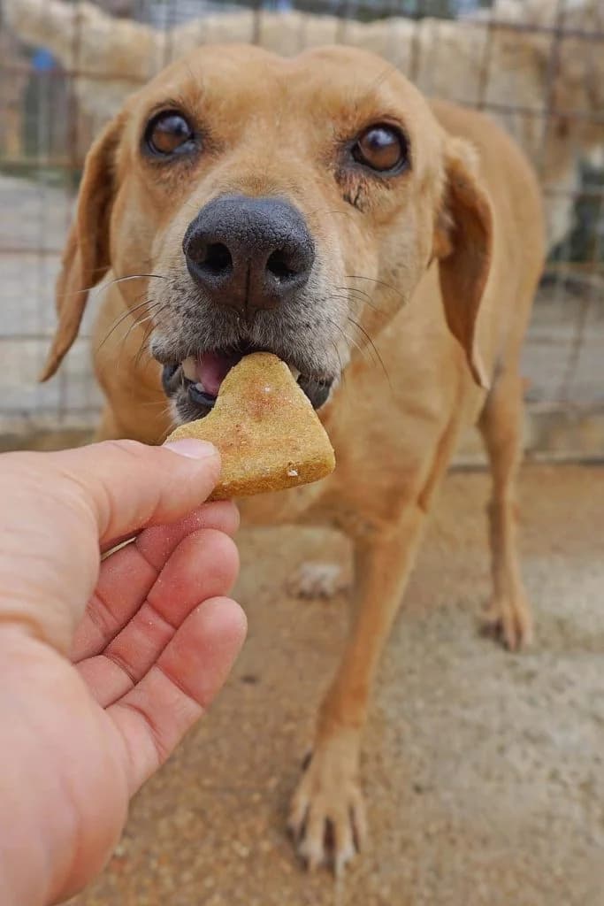 Apricot (Passed away), female 3yo Mixed Breed for adoption at Souda Shelter, Chania