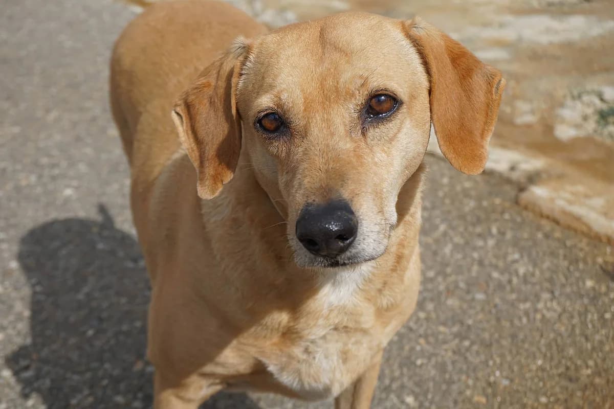 Apricot (Passed away) photo 3