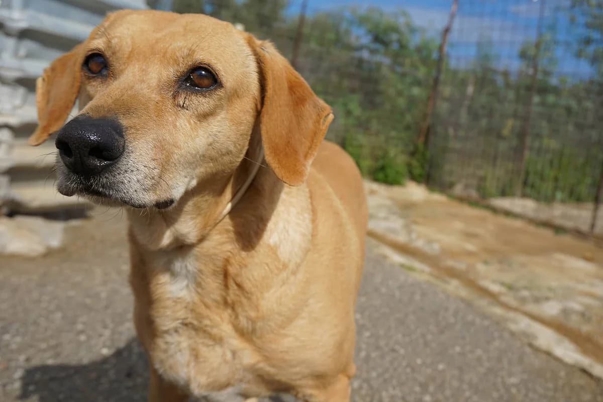 Apricot (Passed away) photo 4