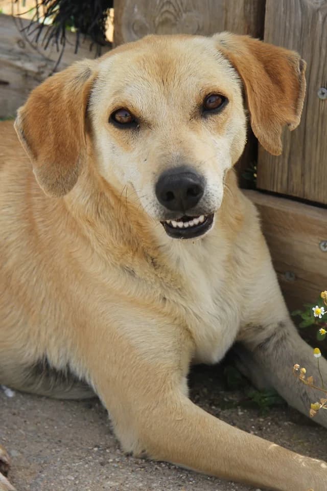 Kiwi, female 3yo Mixed Breed for adoption at Souda Shelter, Chania