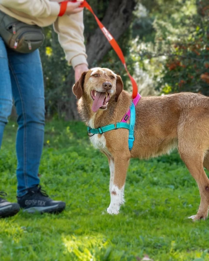 MARILY, Mixed Breed (Save a Greek Stray)