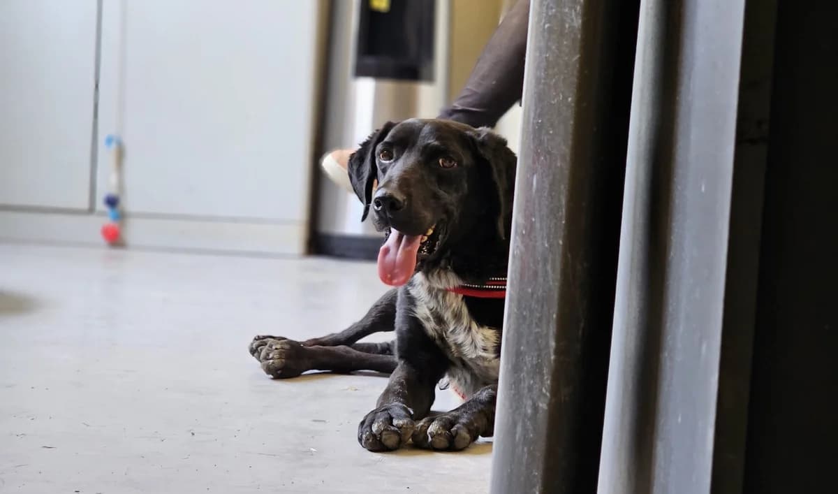 PETE, Mixed Breed (Save a Greek Stray)