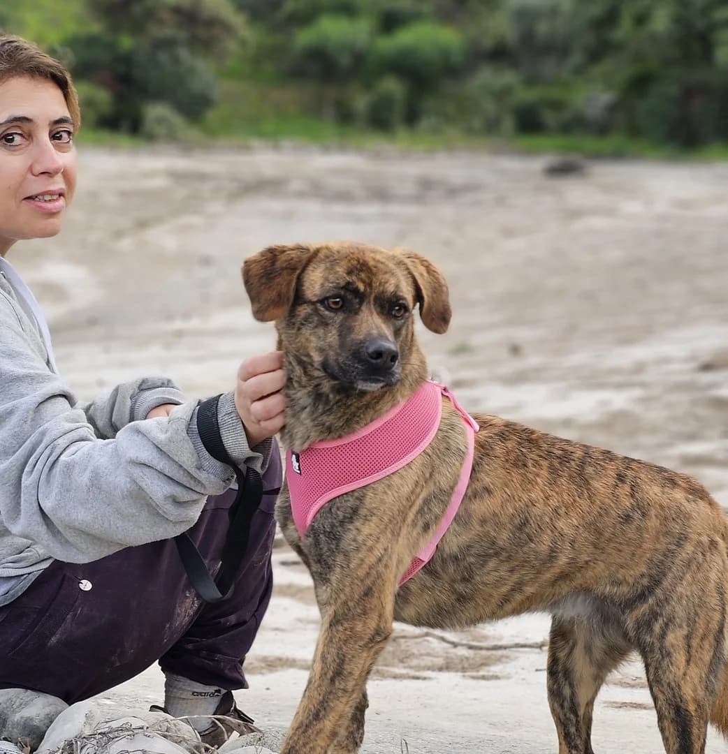 ERINAKI, female 4yo Mixed Breed for adoption at Save a Greek Stray, Metsovo
