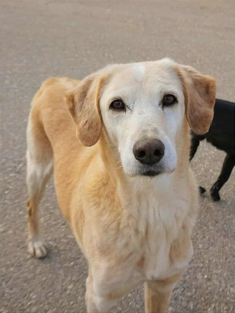 Jerry, male 3yo Labrador Retriever for adoption at Souda Shelter, Chania
