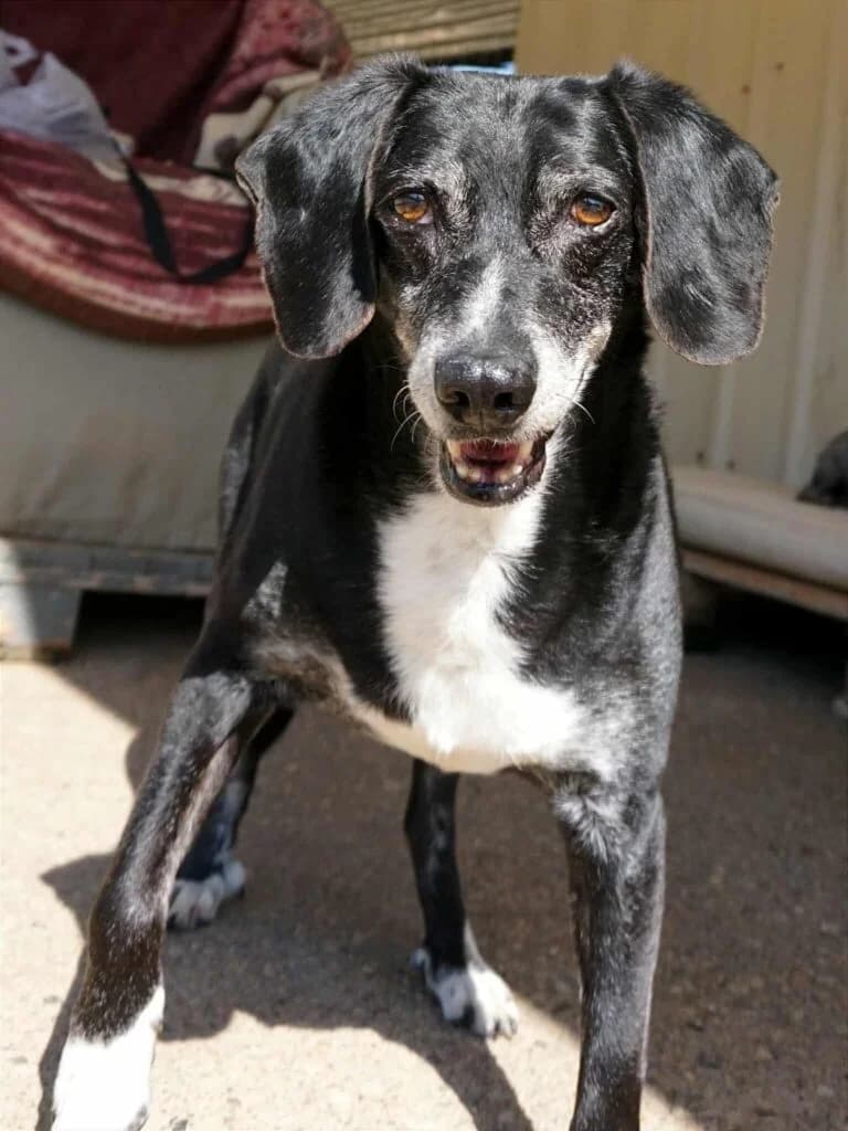 Luca, female senior Mixed Breed for adoption at Souda Shelter, Chania
