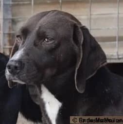 Paschalis, male senior Mixed Breed for adoption at Save a Greek Stray, Metsovo