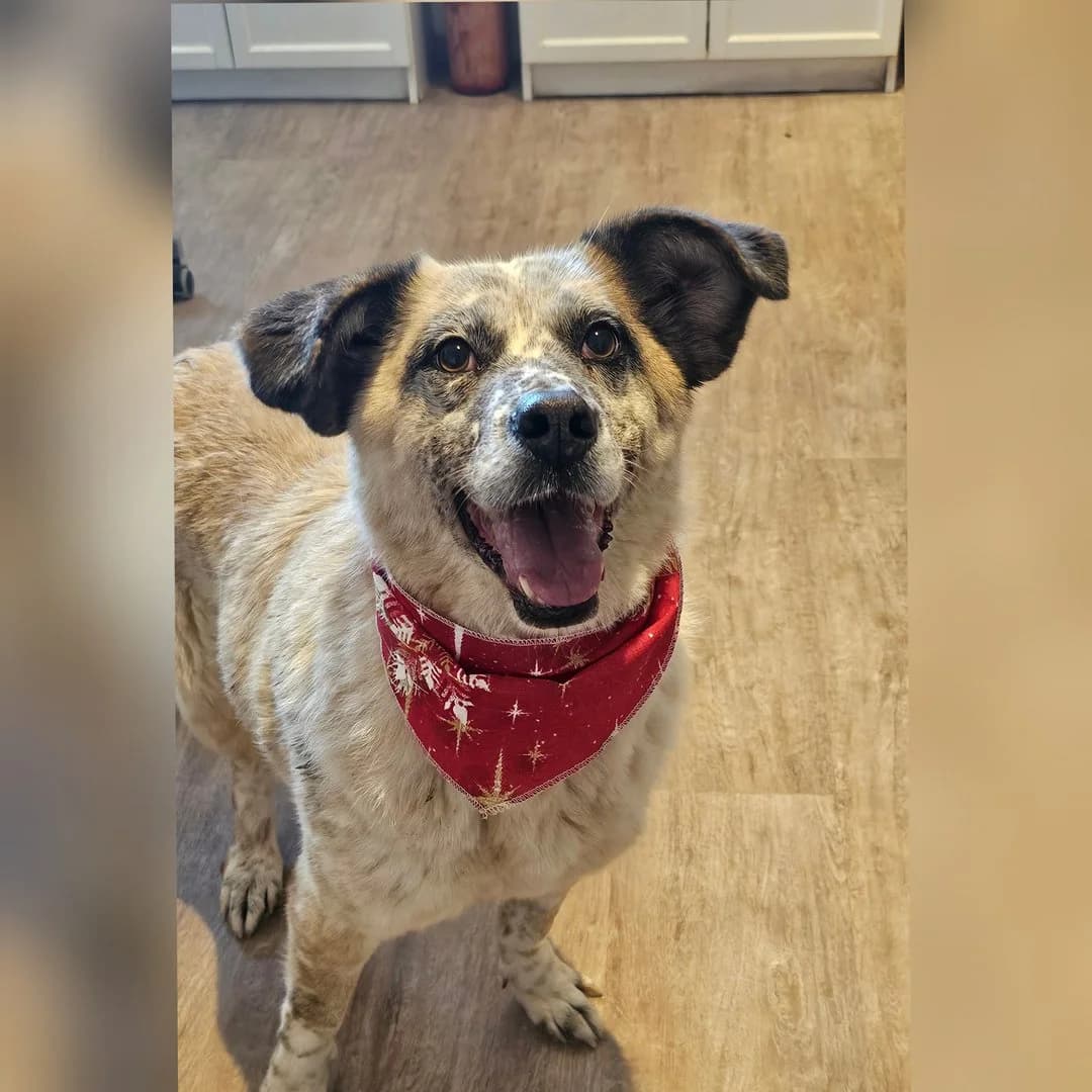 Alice, female 5yo Mixed Breed for adoption at Save a Greek Stray, Metsovo
