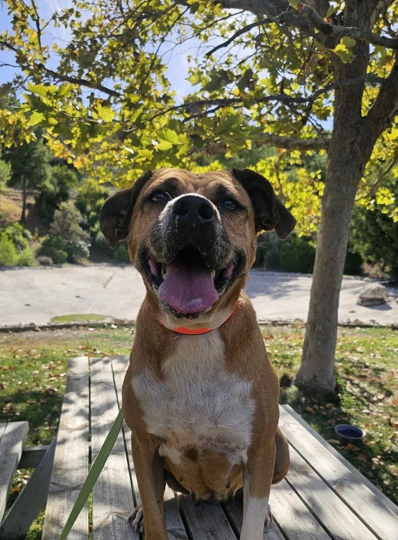 Lisa,  (Save a Greek Stray)