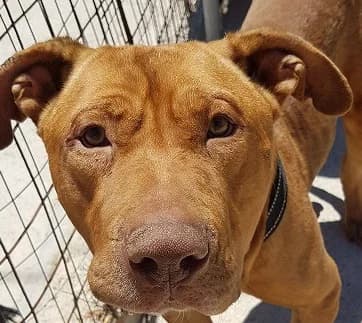 Jonah (passed away), male 6yo Mastiff for adoption at Souda Shelter, Chania