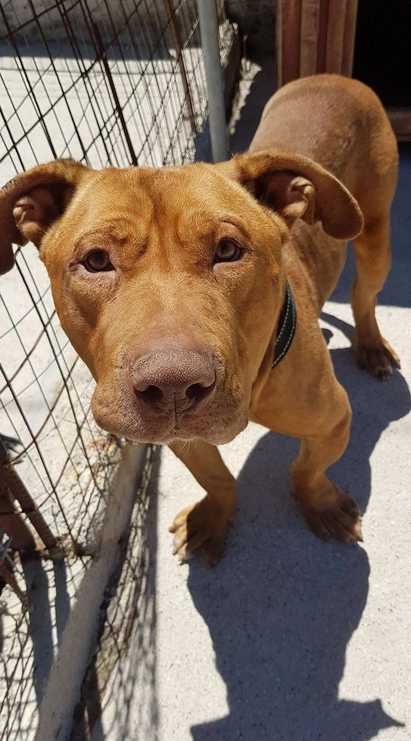 Jonah (passed away) photo 2