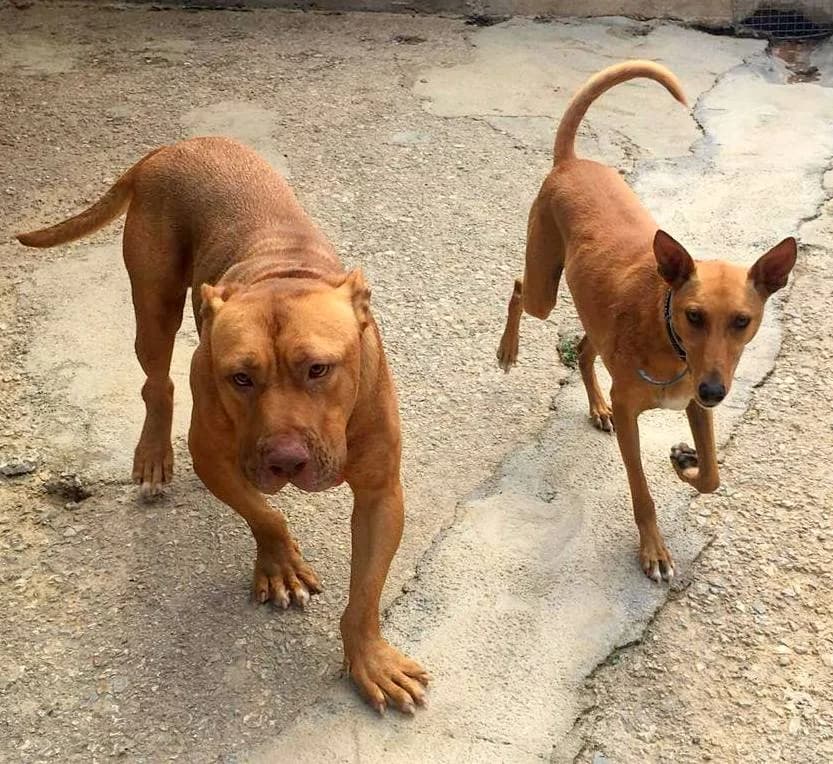 Jonah (passed away) photo 3