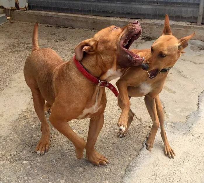 Jonah (passed away) photo 4