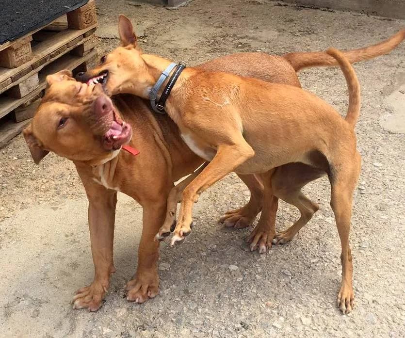 Jonah (passed away) photo 5