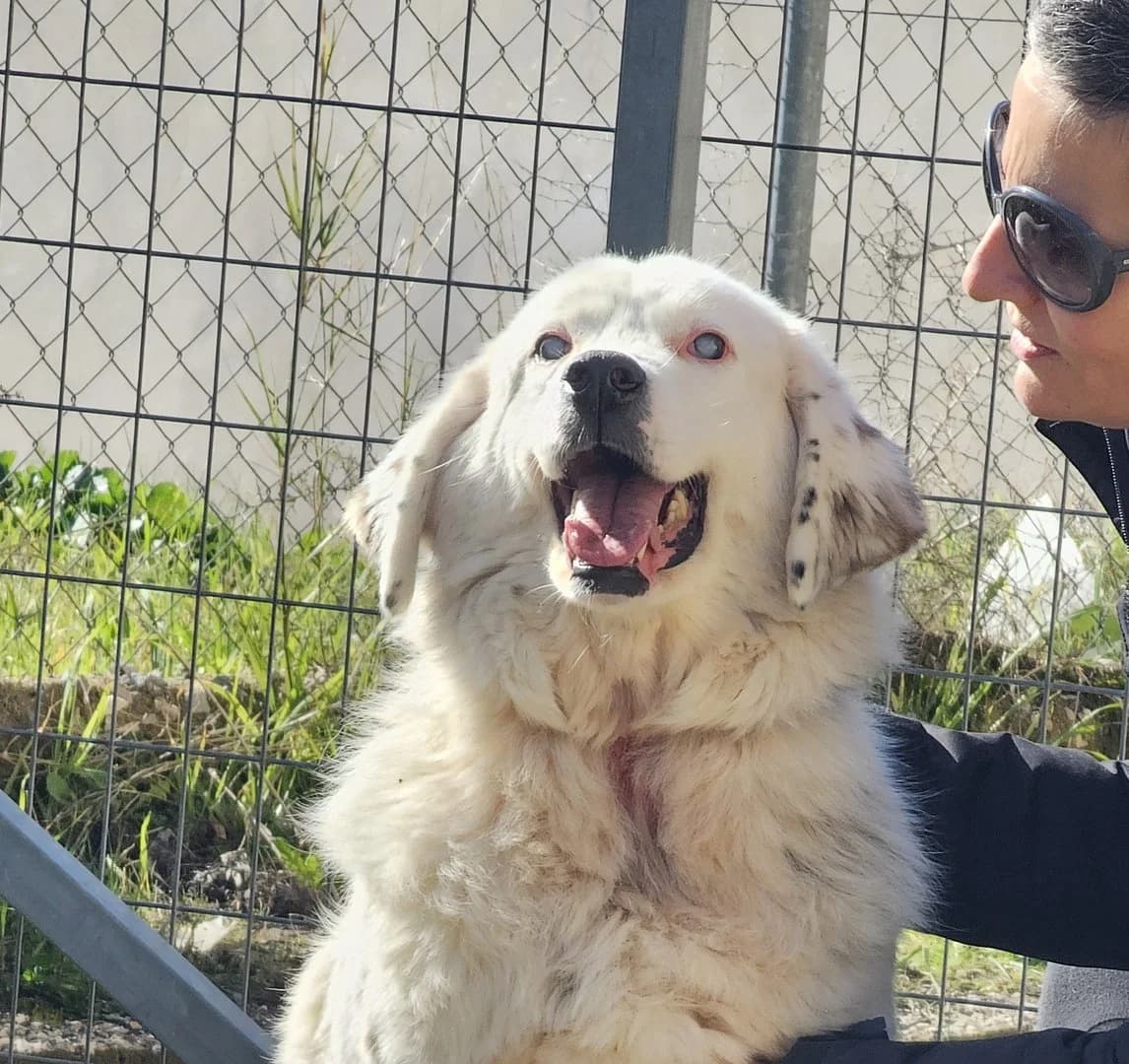 Barney, Mixed Breed (Save a Greek Stray)