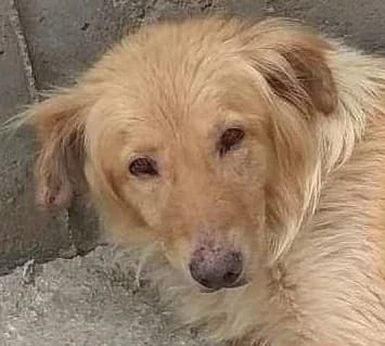 Clark – passed away, male senior Mixed Breed for adoption at Souda Shelter, Chania