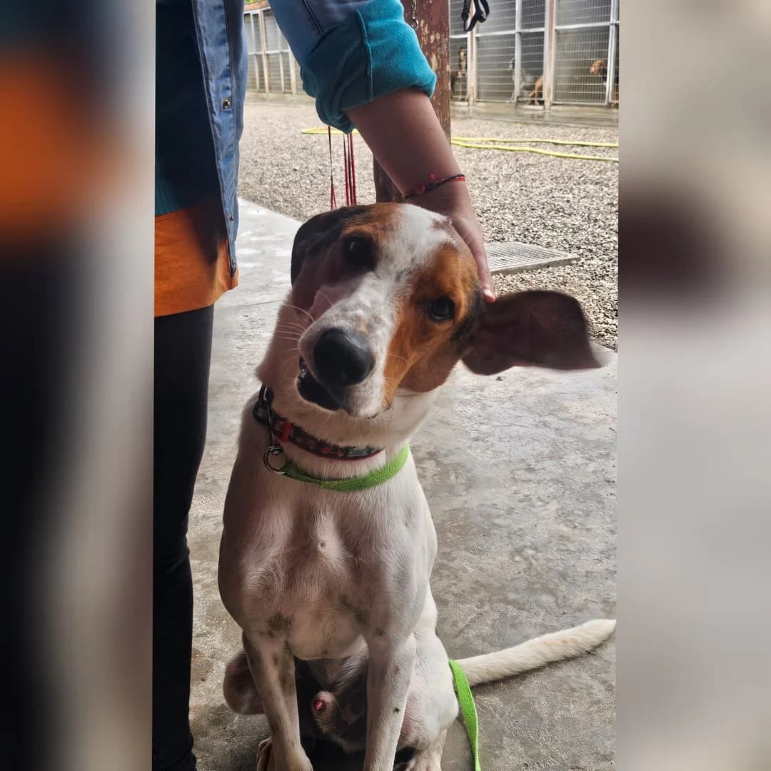 Brian, Beagle (Save a Greek Stray)