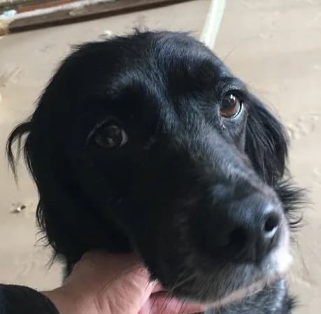 Antigoni (Adopted, passed away) known from TV, female 4yo mixed breed for adoption at Souda Shelter, Chania