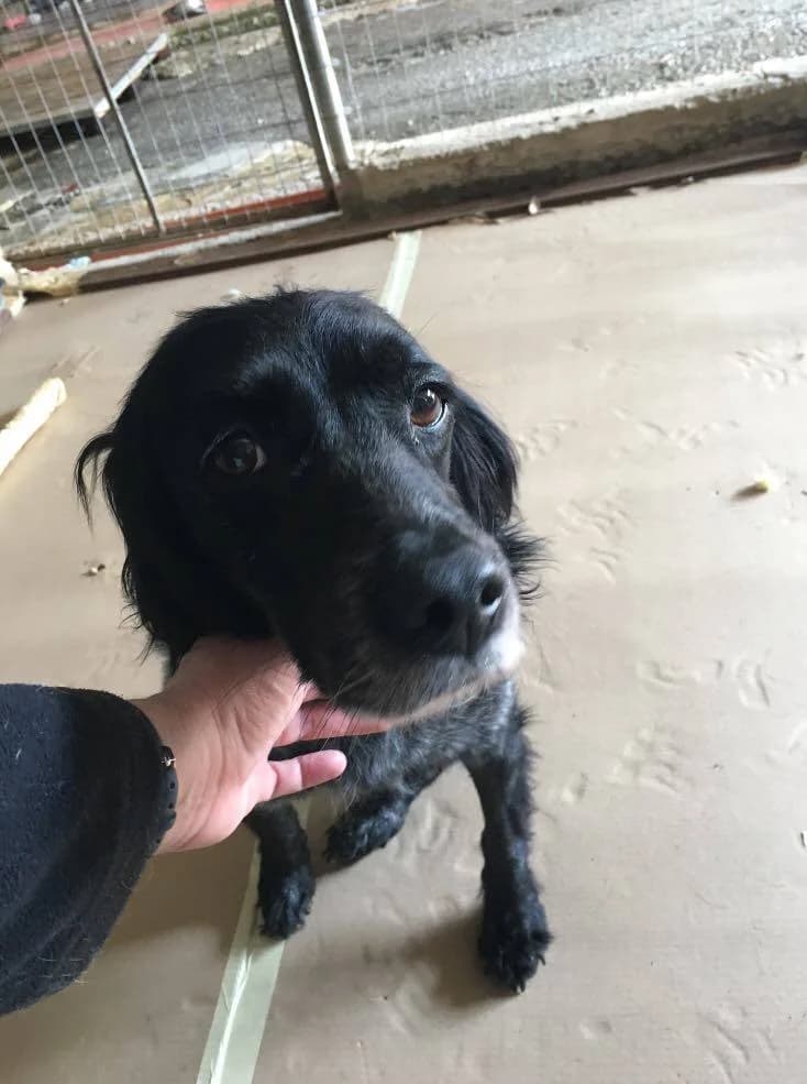 Antigoni (Adopted, passed away) known from TV photo 2