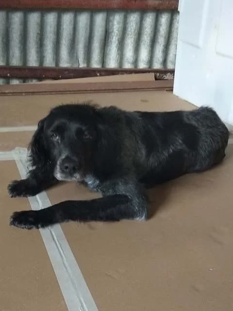 Antigoni (Adopted, passed away) known from TV photo 3