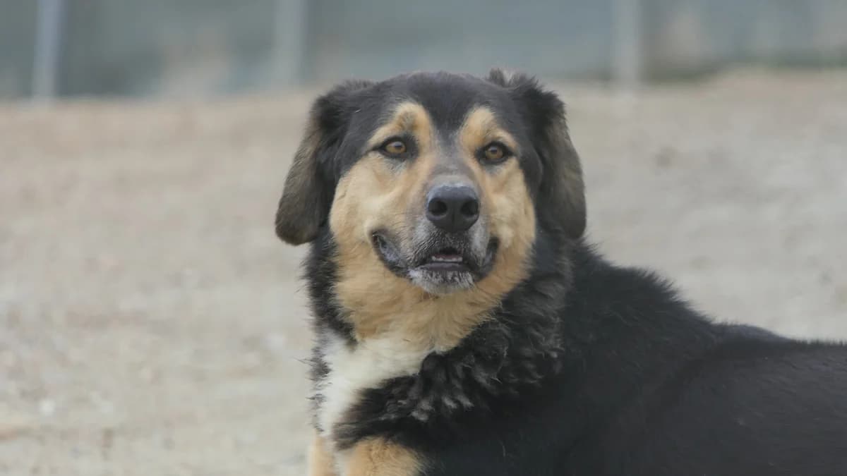 Button, male 3yo Mixed Breed for adoption at Save a Greek Stray, Metsovo