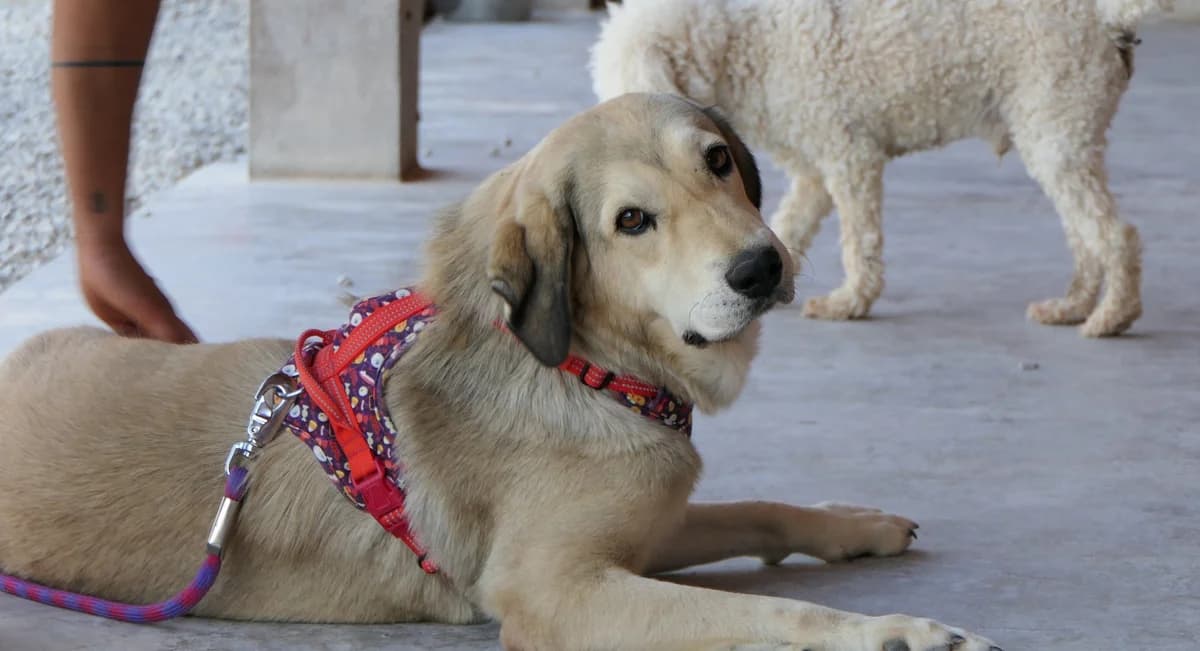 Nala, Mixed Breed (Save a Greek Stray)