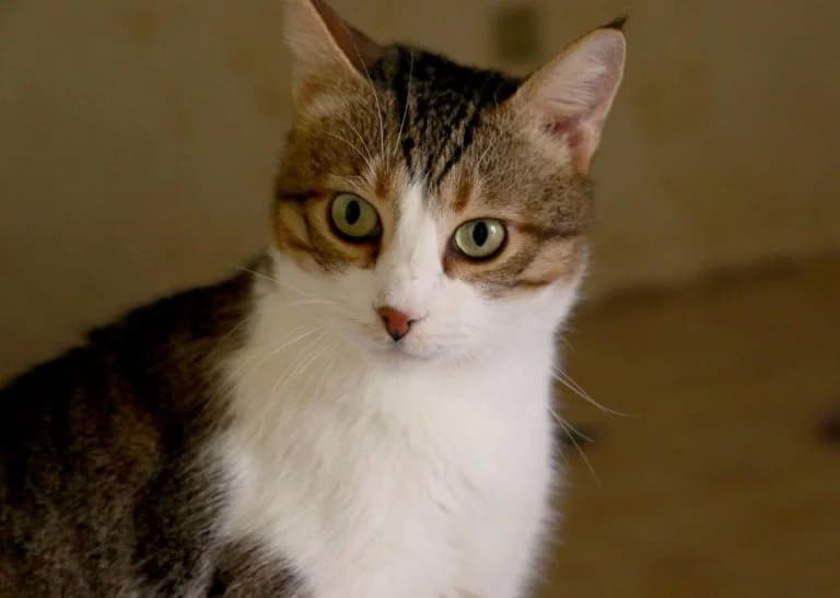 Nt’Artanian (Ντ’Αρτανιάν), male Mixed Breed for adoption at SPAZ Athens, Athens
