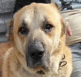 Samson (passed away), male 6yo mixed breed for adoption at Souda Shelter, Chania