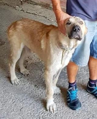 Samson (passed away) photo 2