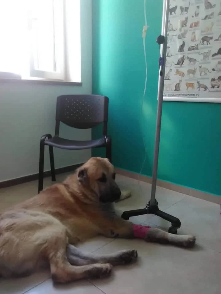 Samson (passed away) photo 3