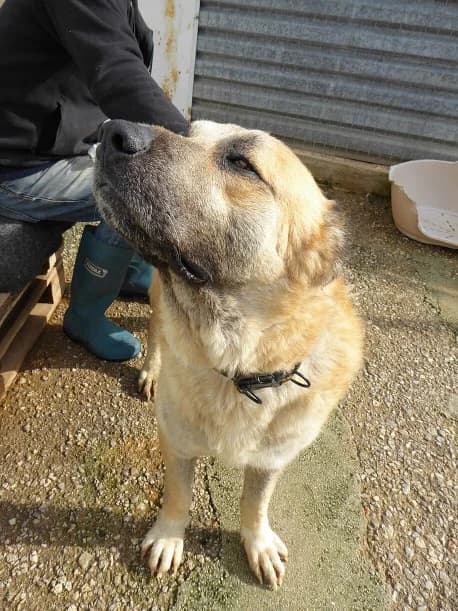 Samson (passed away) photo 4