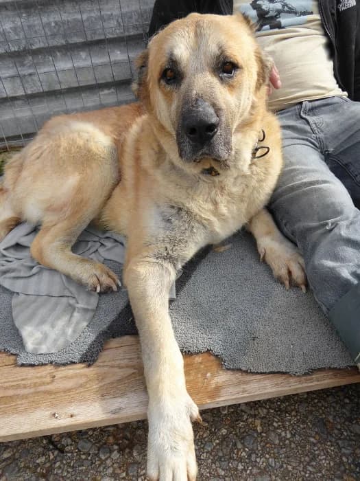 Samson (passed away) photo 5