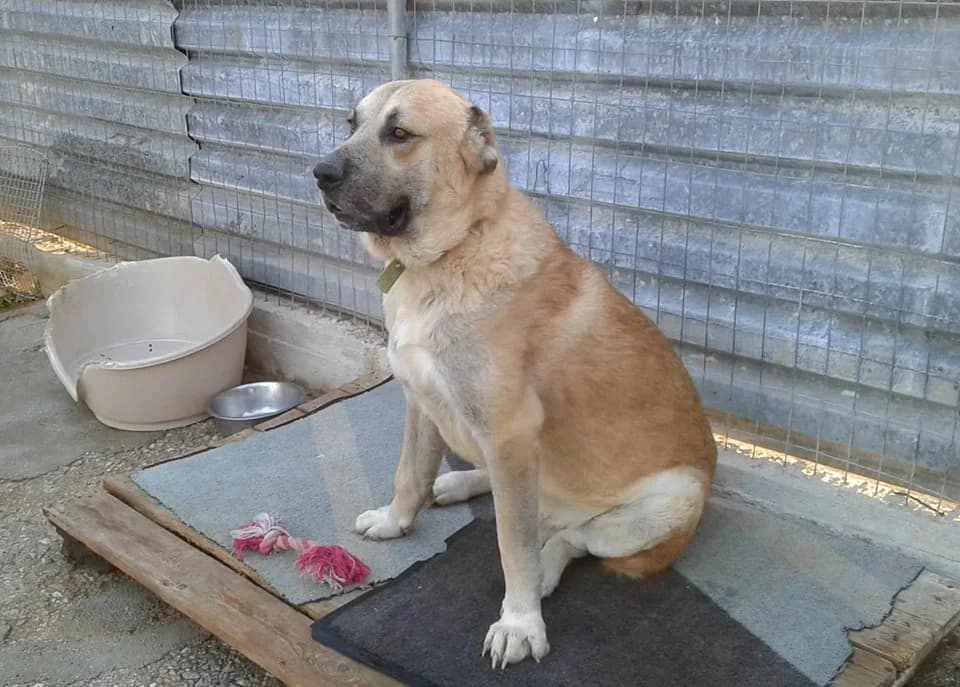 Samson (passed away) photo 6