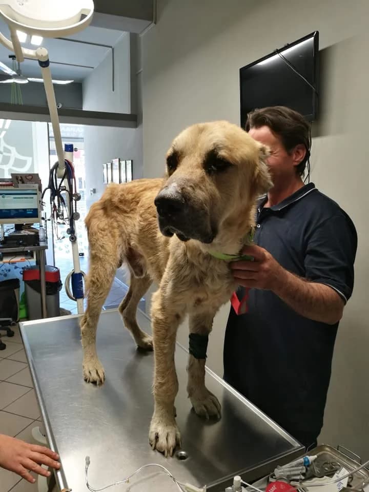 Samson (passed away) photo 7