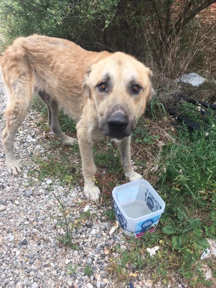 Samson (passed away) photo 8