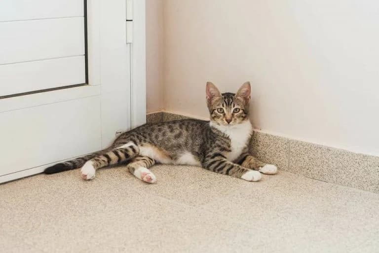 Loyloy (Λούλου), female Mixed Breed for adoption at SPAZ Athens, Athens