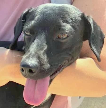 Dominica (adopted), female puppy Mixed Breed for adoption at Souda Shelter, Chania