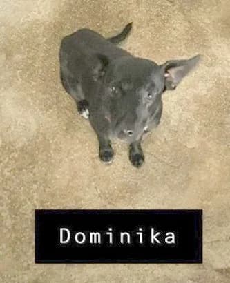 Dominica (adopted) photo 2
