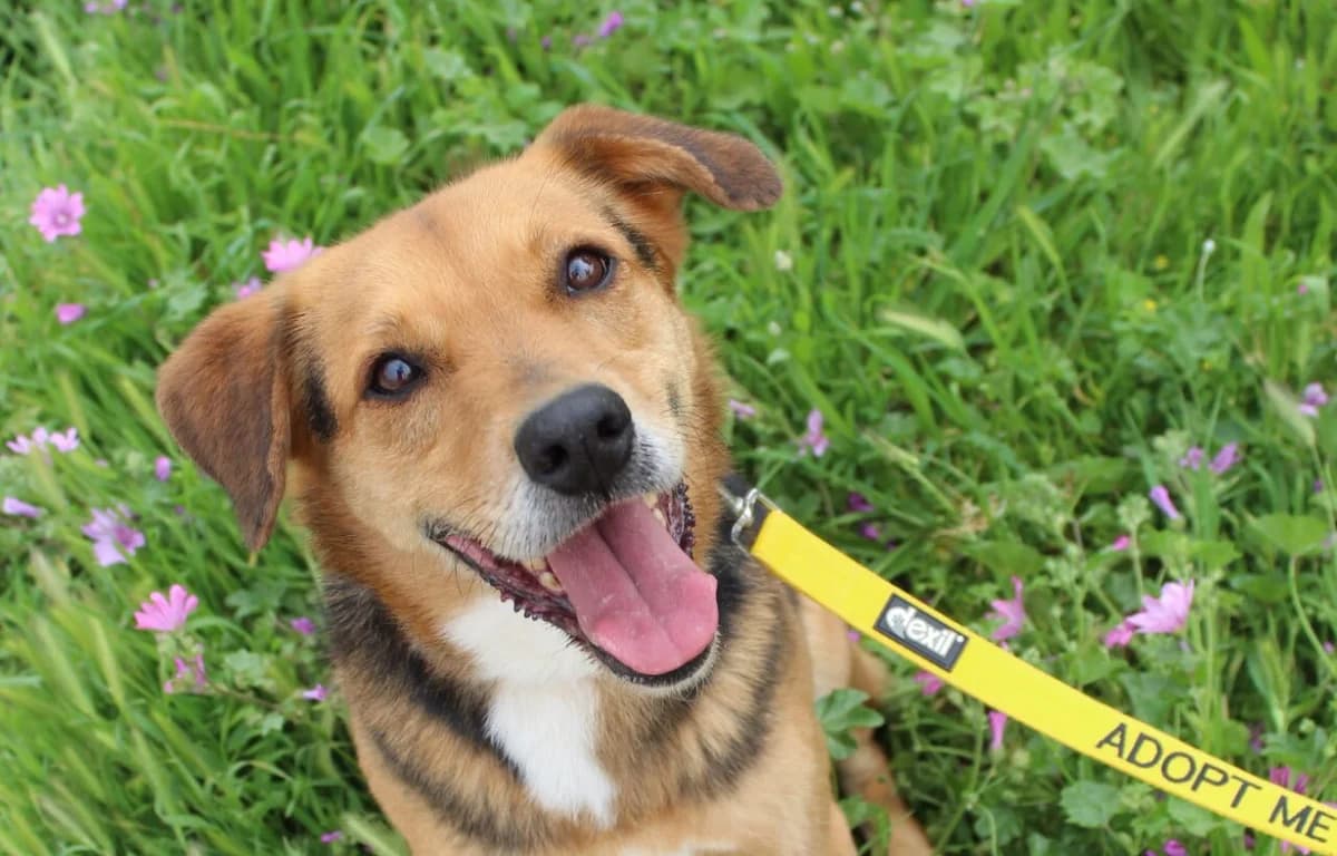 Peny (Πένυ), female Mixed Breed for adoption at SPAZ Athens, Athens